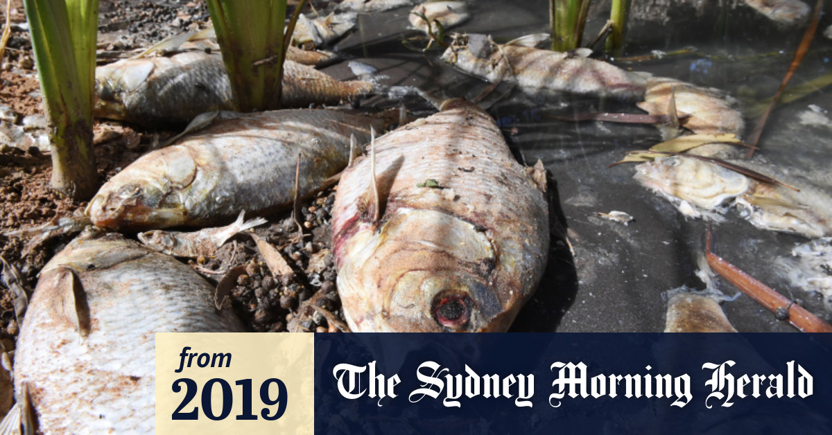 'A dead fish rots from the head down heads must roll'